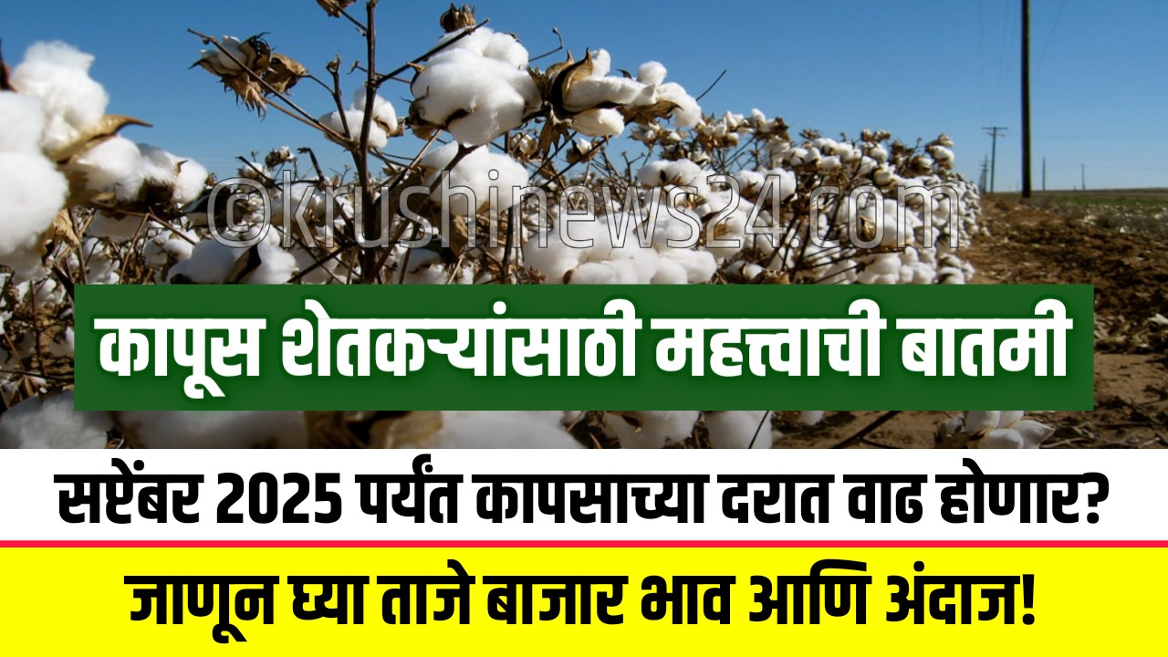 cotton price